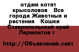 отдам котят крысоловов - Все города Животные и растения » Кошки   . Ставропольский край,Лермонтов г.